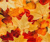 colorful fall leaves