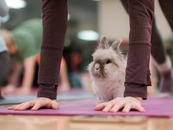 Bunny Yoga
