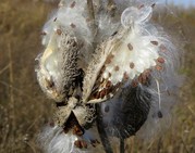 milkweed