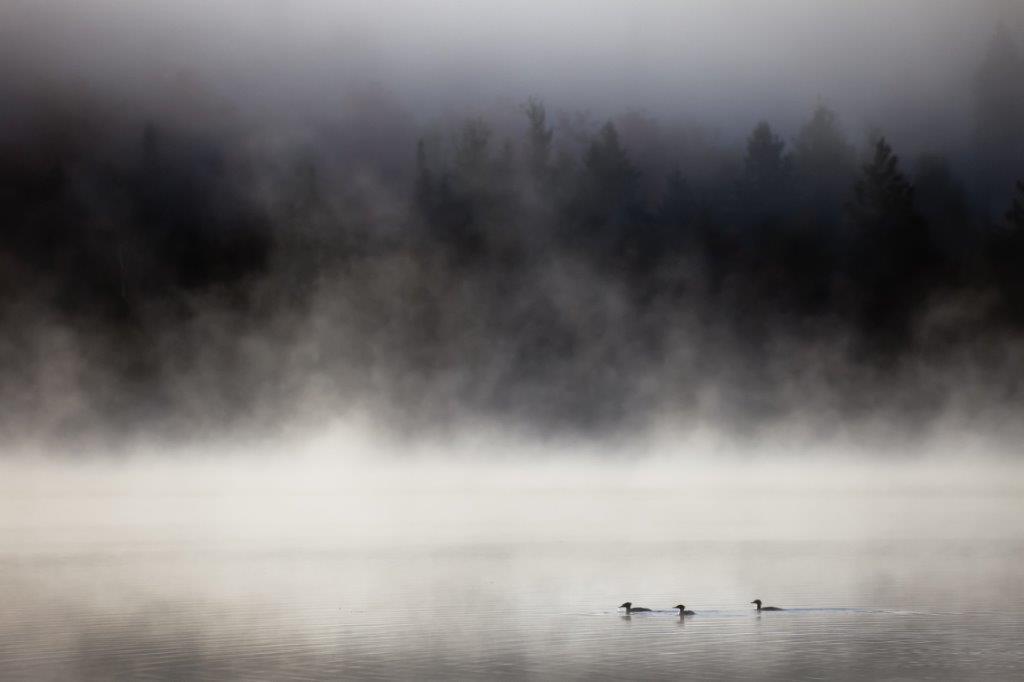 Foggy lake with ducks