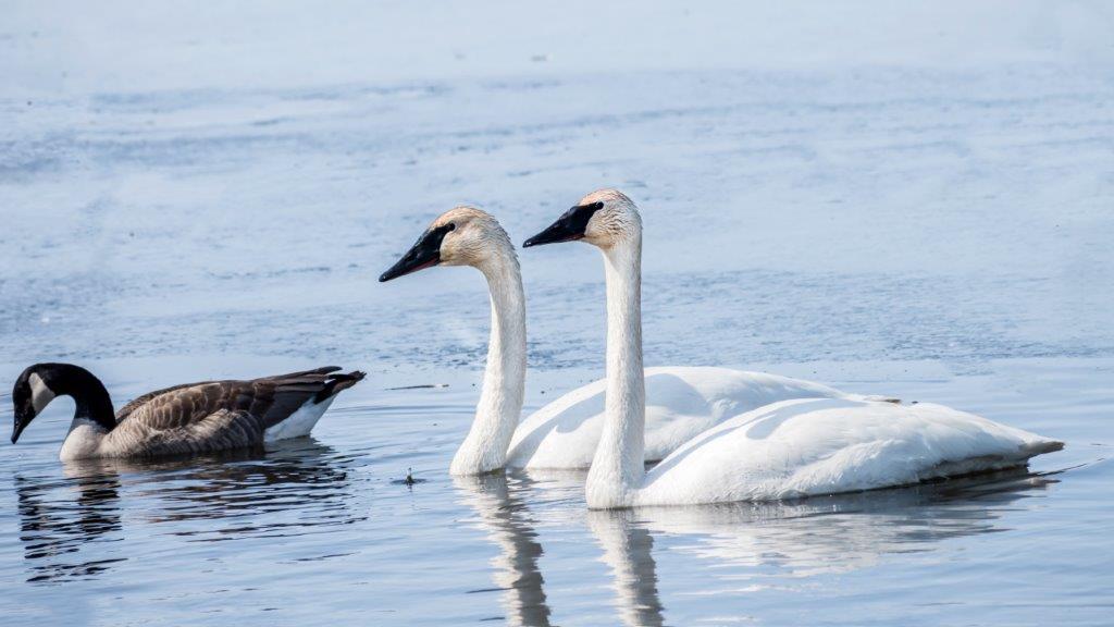 Swan couple are swimming at icy lake in early spring of Minnesota