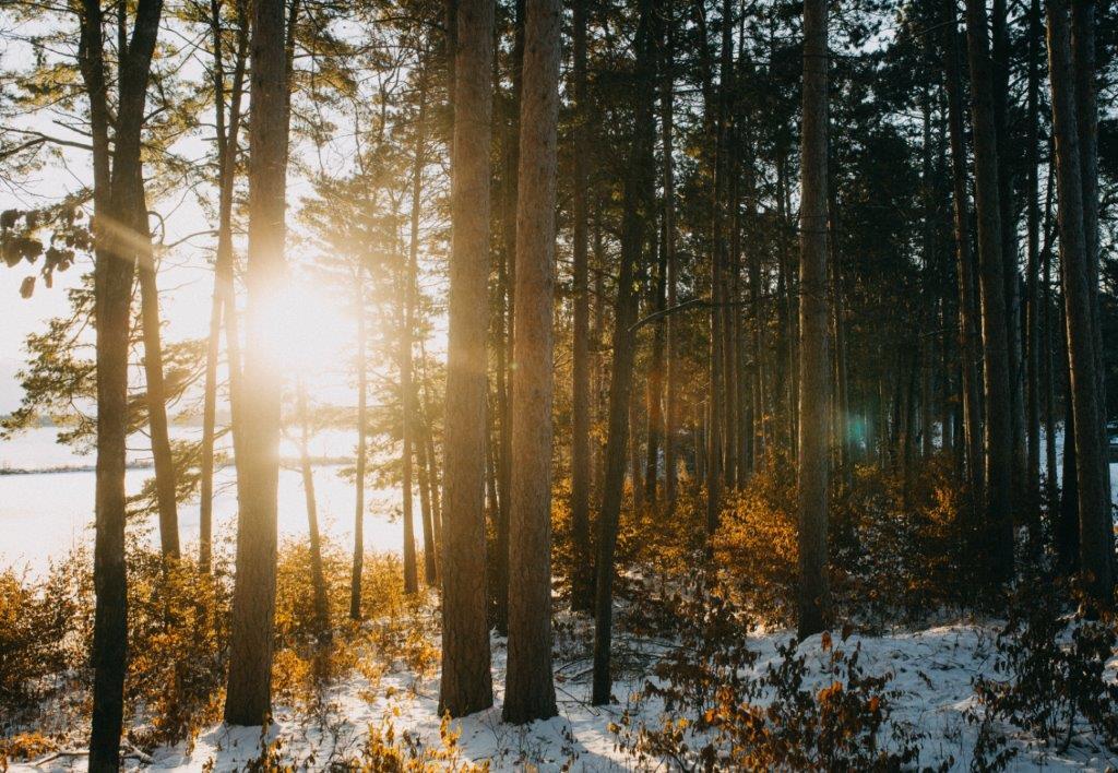 Sun Shining Through Trees in Winter