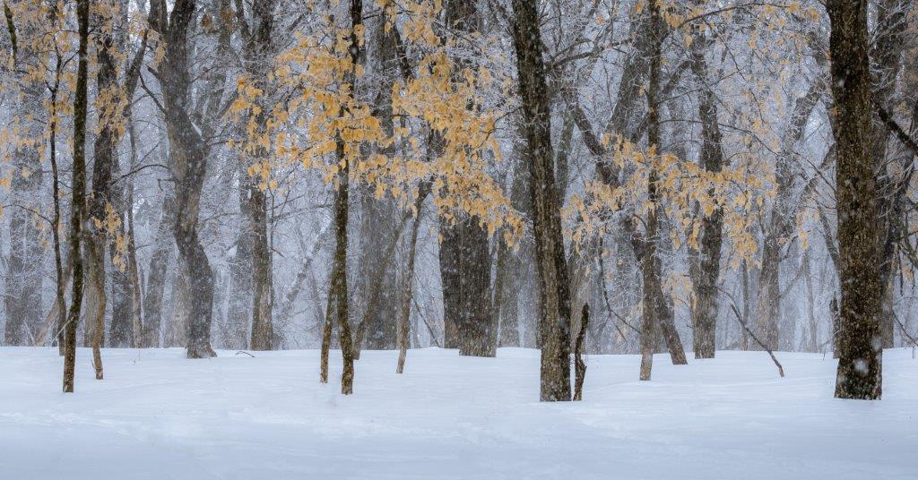 Trees in winter