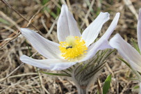 Spring flower