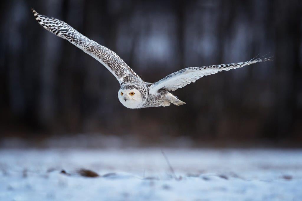 Beautiful Snowy owl Bubo scandiacus soaring 