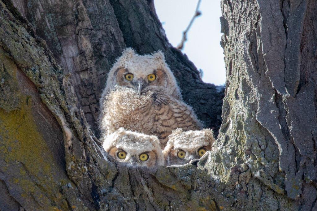 Great Horned Owl Chicks in Nest