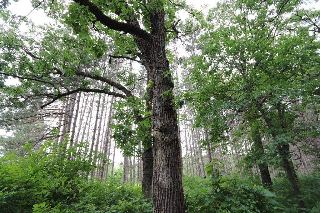 Park in Northern Minnesota