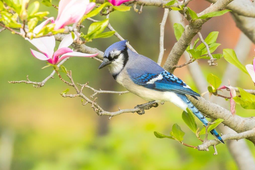 The colorful Corvid, Blue Jay (Cyanocitta cristata) roosts in a pink flowering Magnolia Tree. 