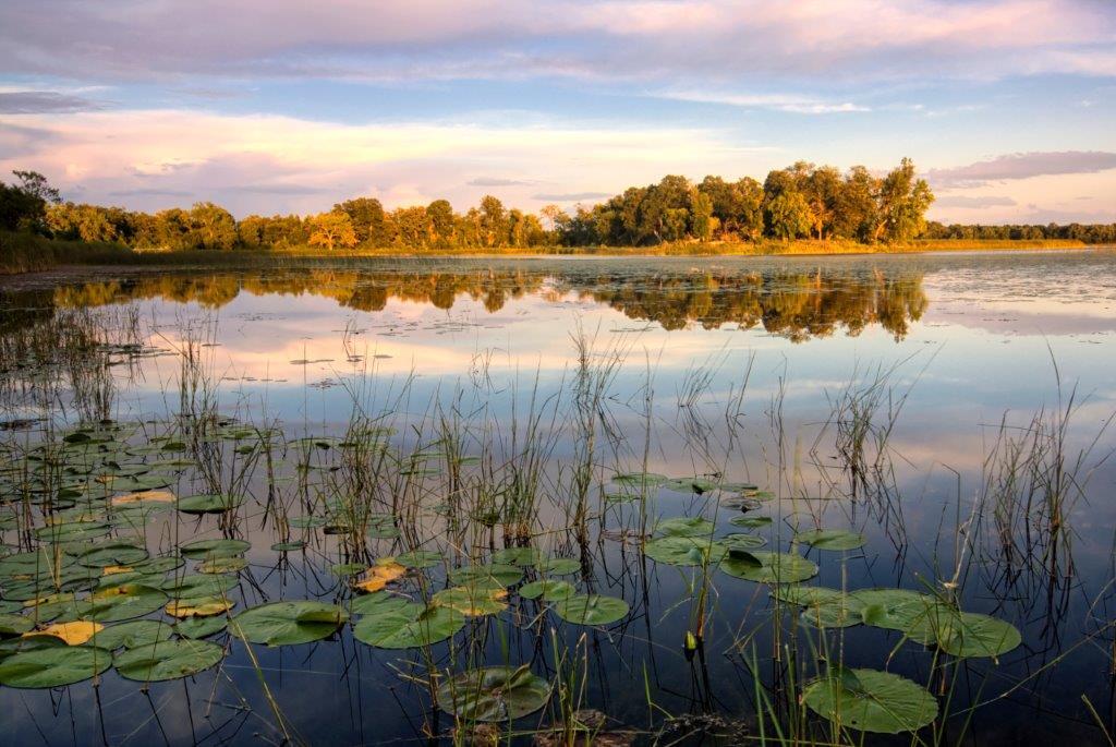 Lily pads and reeds on calm reflected lake, Minnesota, home of 10,000 lakes