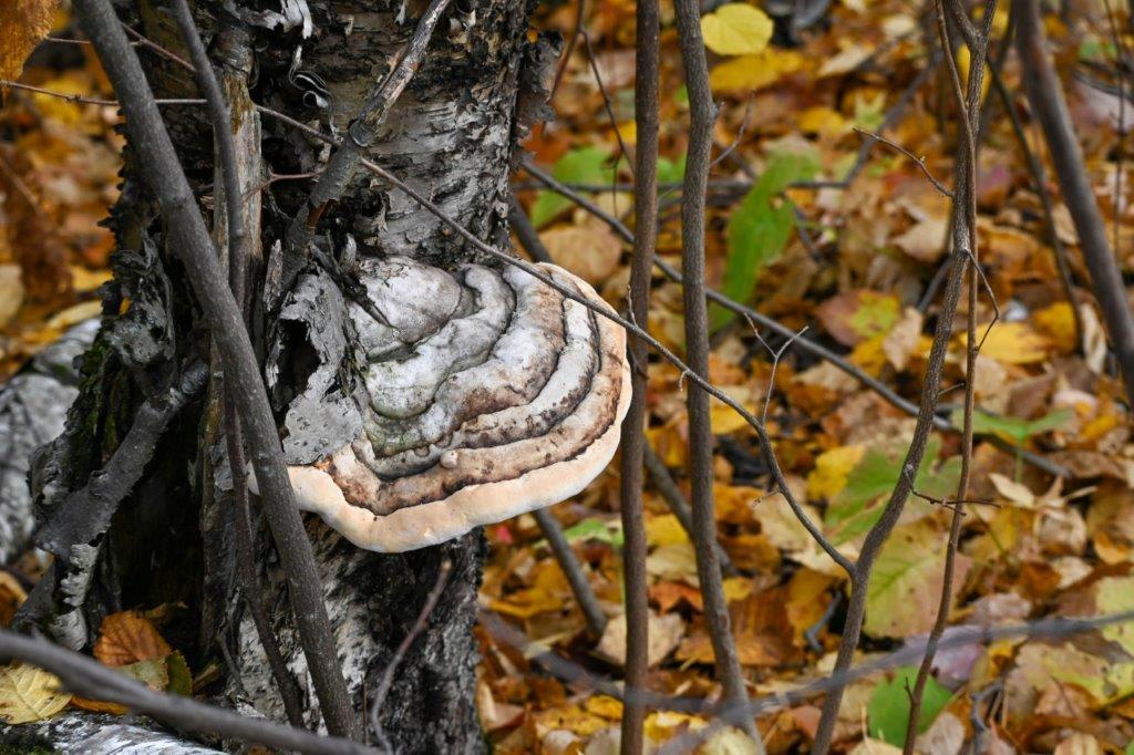 Mushrooms in early fall along the Superior Hiking Trail in Northern Minnesota