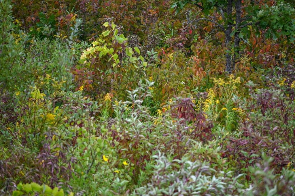 Minnesota Autumn foliage