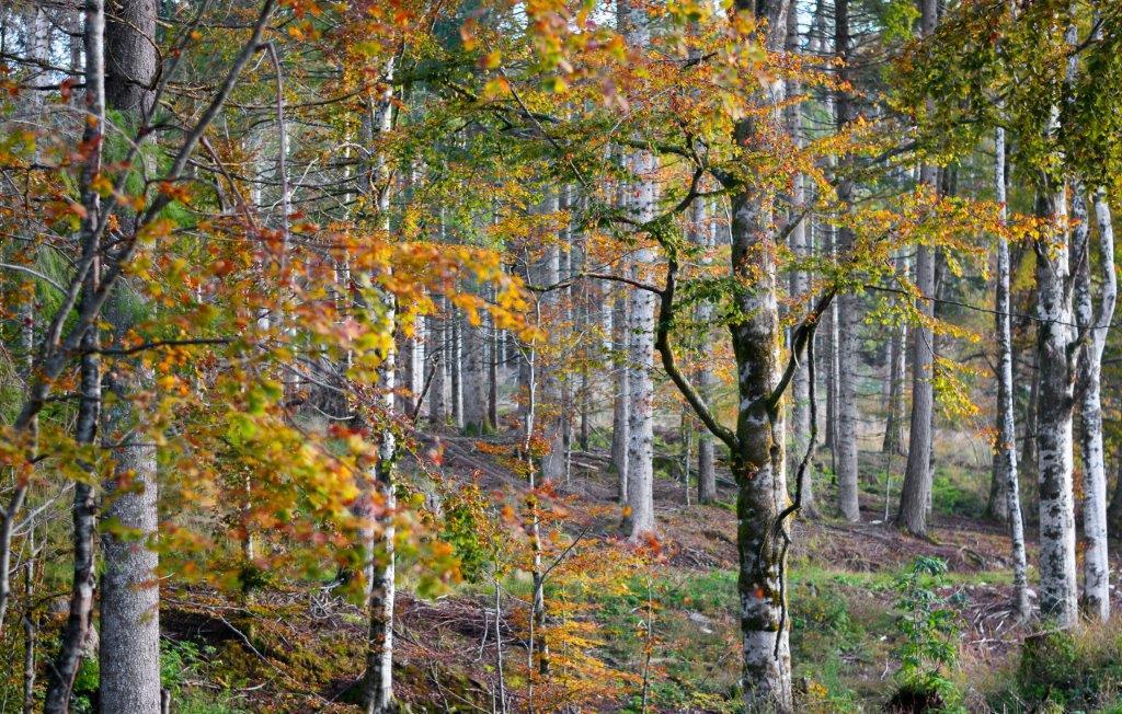 Magnificent colors of the autumn forest