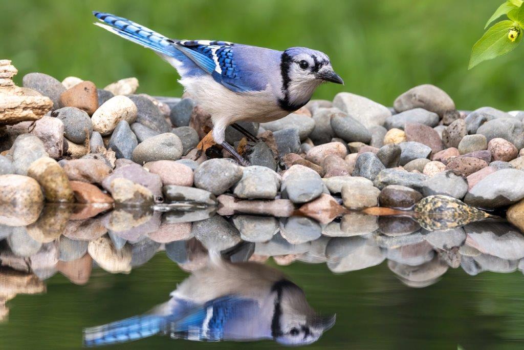 Blue Jay at waters edge taken in central MN