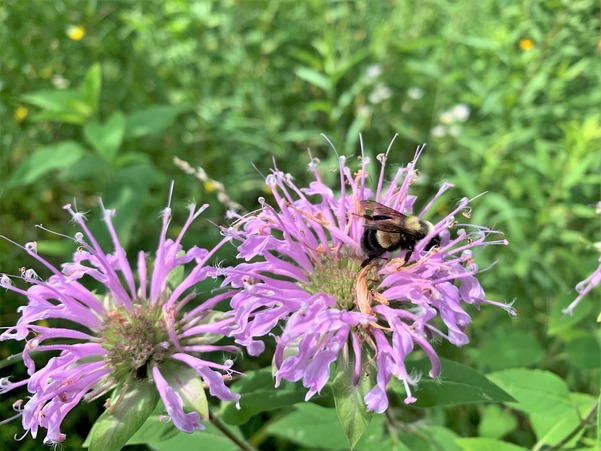 Rusty patch bumble bee on bee balm