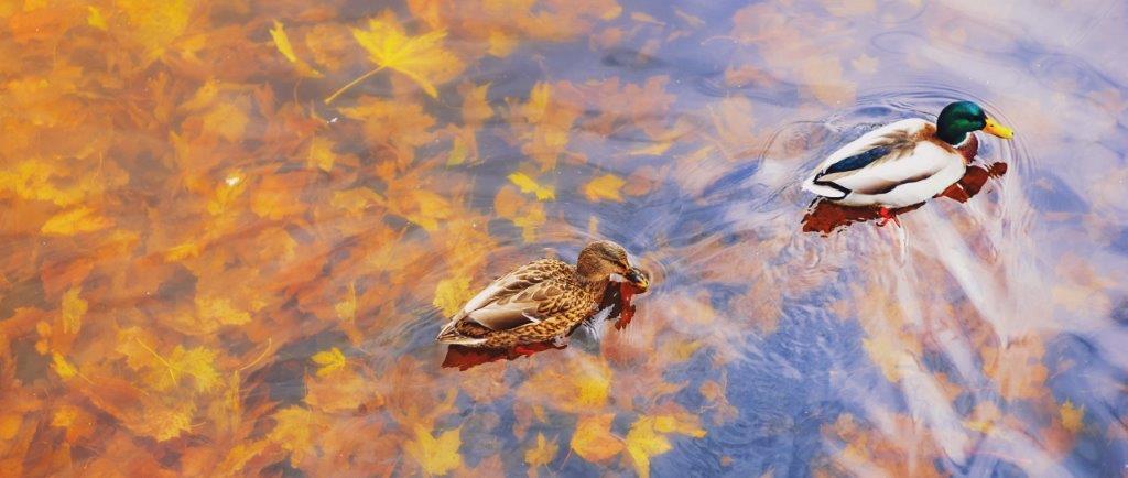 Two mallard ducks on a water in dark pond with floating autumn leaves, top view. 