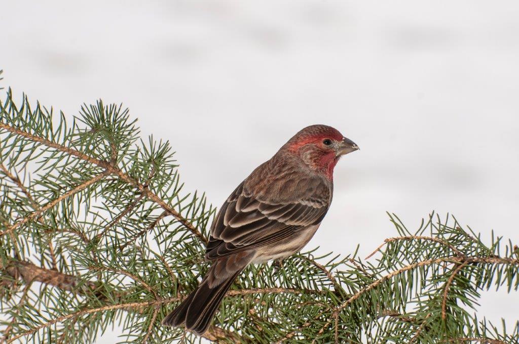 Male House finch perched on a spruce branch in the winter.