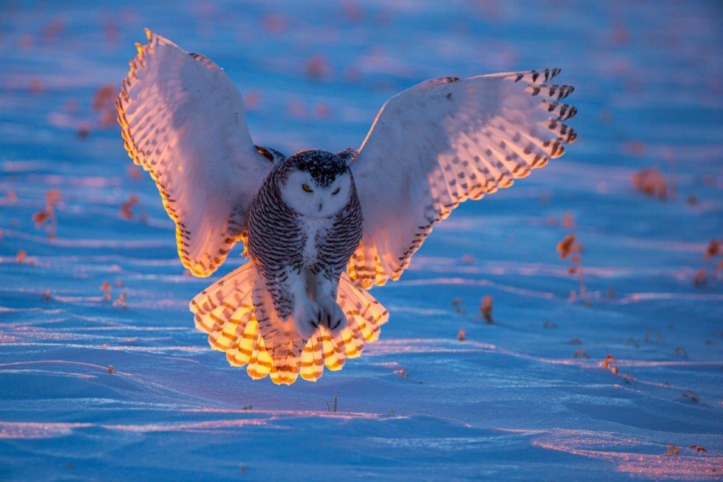 Snowy Owl landing at sunset taken in central MN in the wild