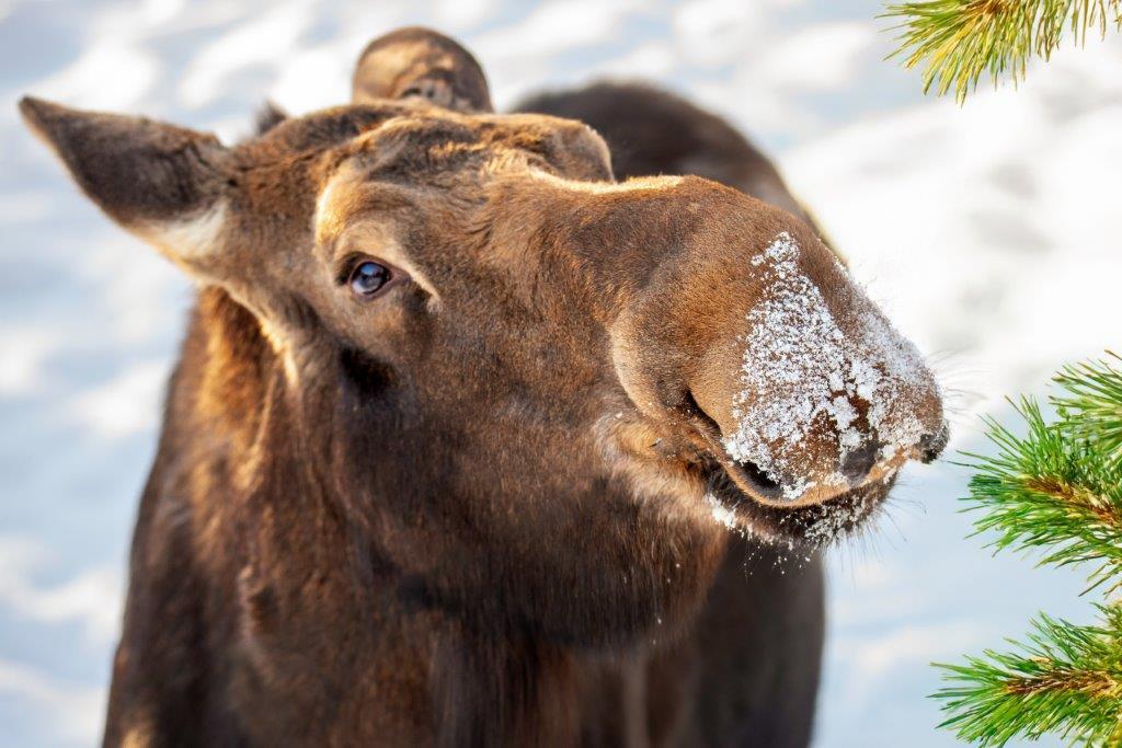moose with snow on face, Minnesota winter
