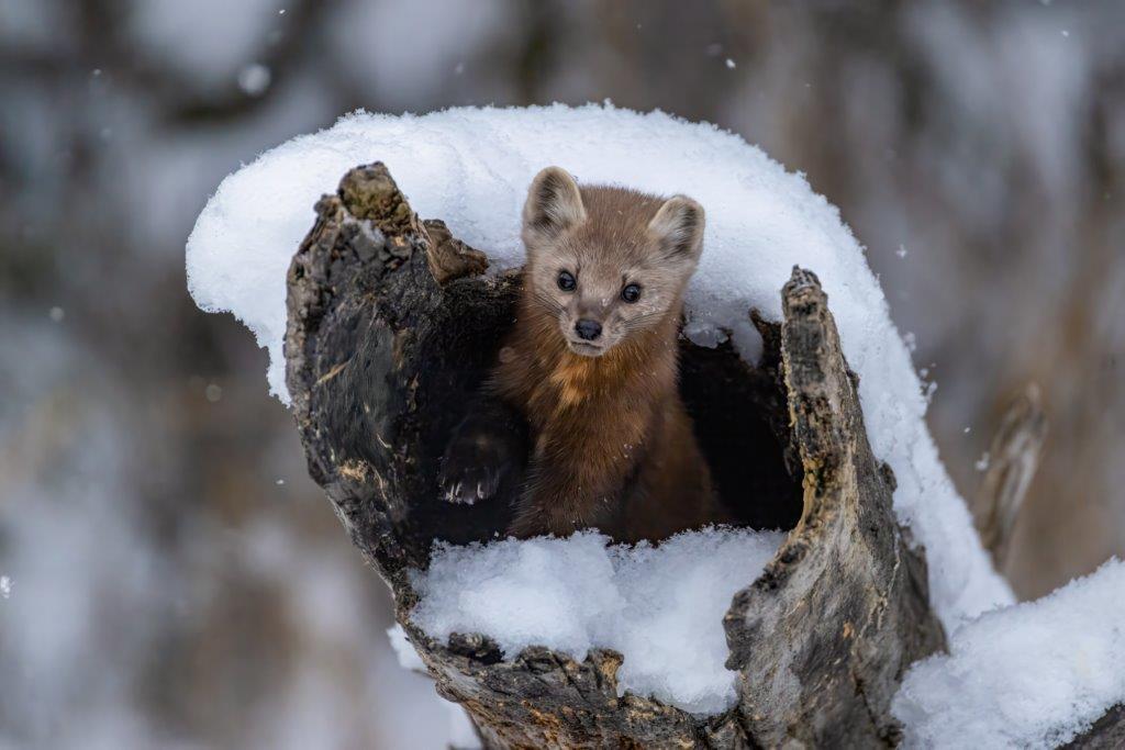 Pine Martin in a hollowed log in winter