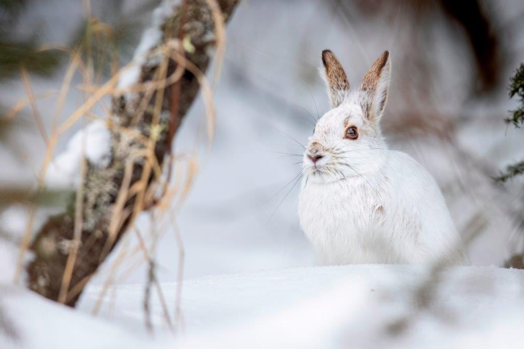A wild snowshoe hare in the forest of Sax-Zim Bog in Minnesota.