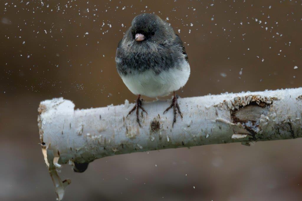 Junco bird on a Birch tree branch in the snow