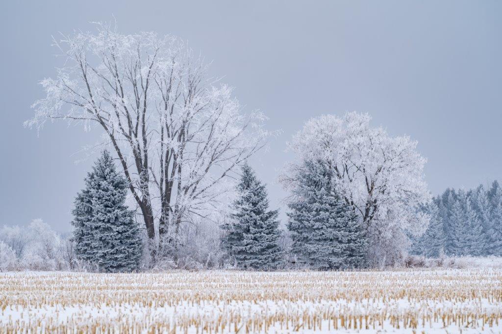 Rime ice covers a large tree in rural Minnesota