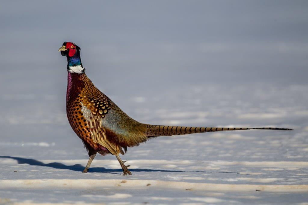Ring-necked Pheasant in snow taken in southern MN in the wild
