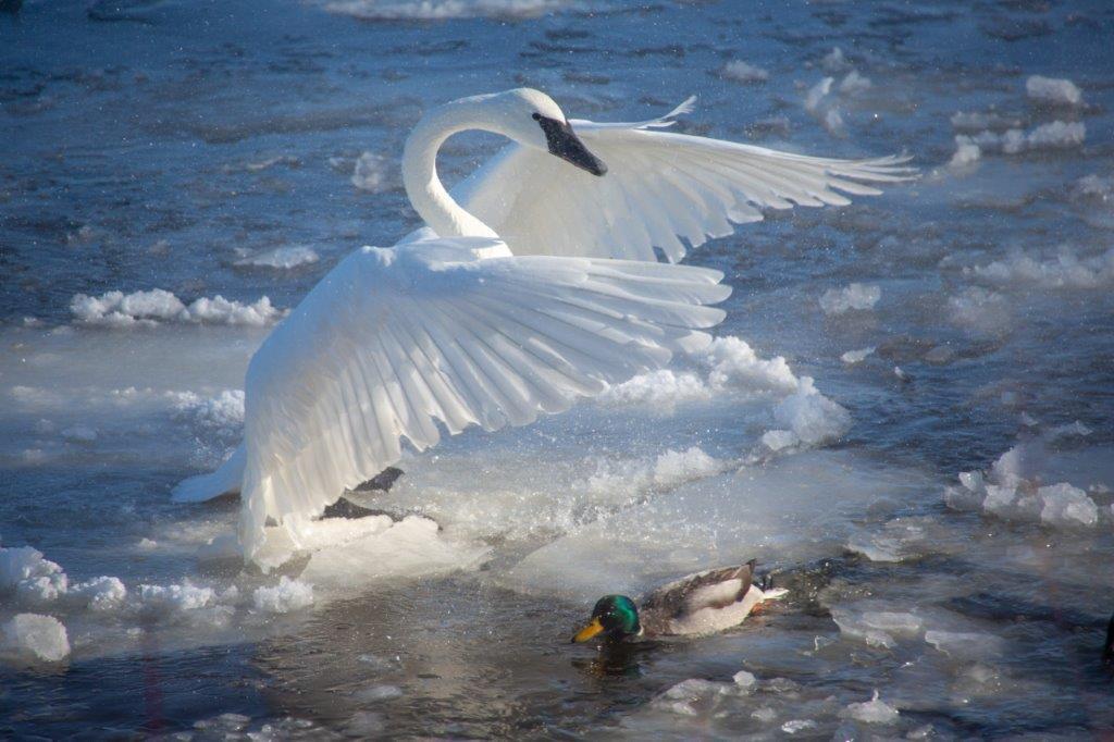 Swan landing on icy water by a Mallard duck