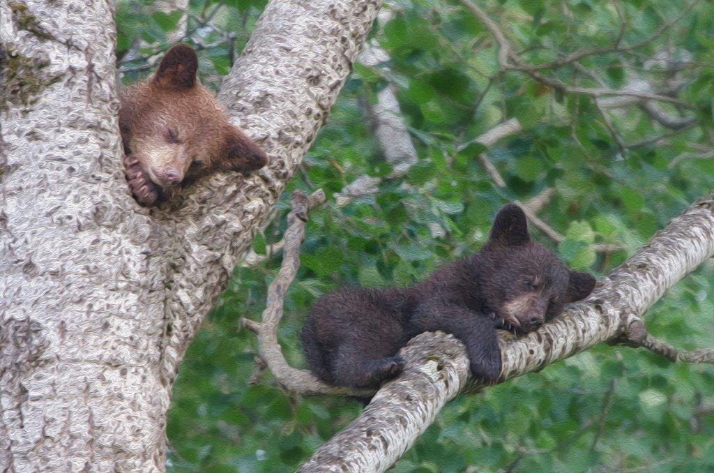 Black Bear, Ursus americanus, two spring cubs sleeping in a tree, taken in wild, in Minnesota.
