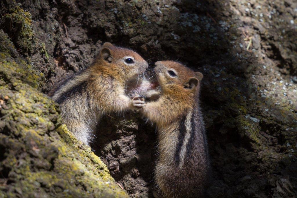 Two Chipmunks holding paws at the bottom of a tree trunk
