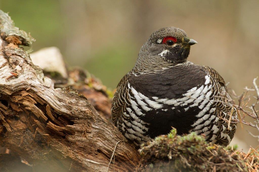 Spruce Grouse, Canachites, wild, in Minnesota, Agnieszka Bacal.