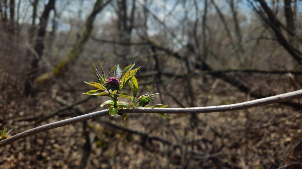 a plum color early stage bud of the Red Elderberry (Sambucus racemosa) in early spring.