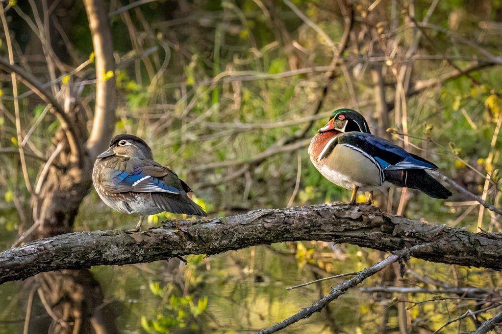 Wood Ducks rest in the backwaters of the Mississippi River in Fridley Minnesota at Riverview Heights Park on a warm spring evening By Rob Schultz