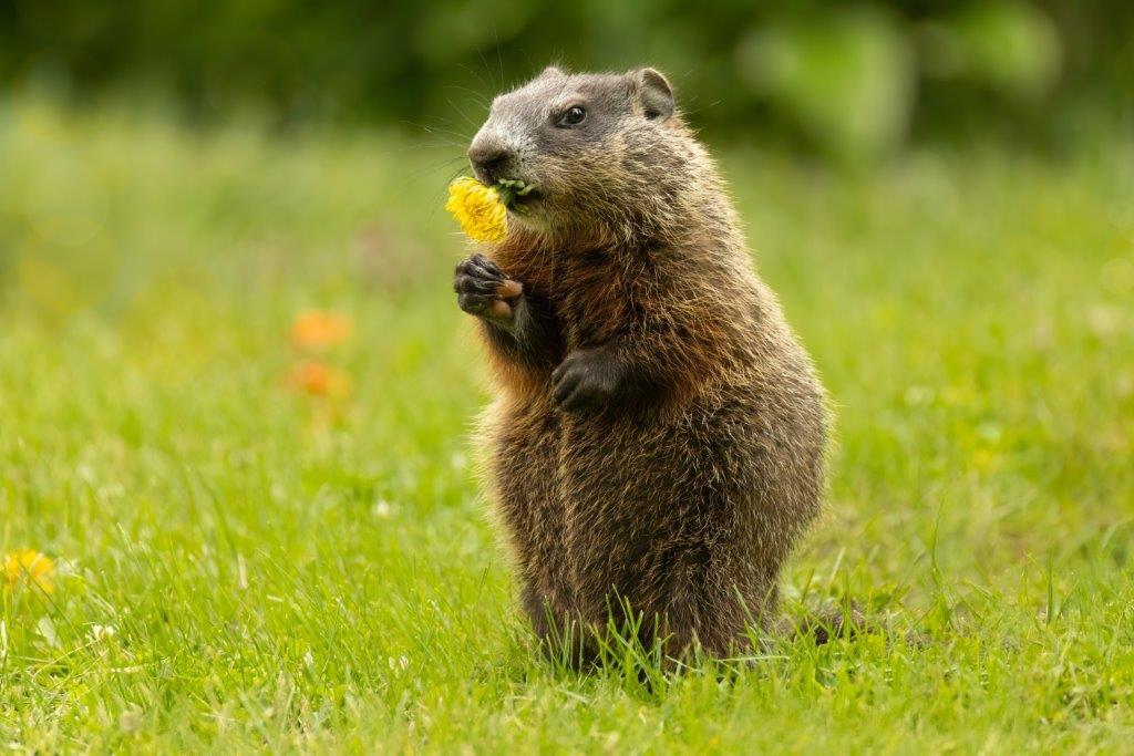 Baby Woodchuck, Marmota monax, with a dandelion flower in his mouth in Minnesota. By Agnieszka.