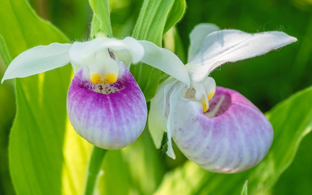 Closeup image of pink Showy Lady's-slipper flowers By Yan
