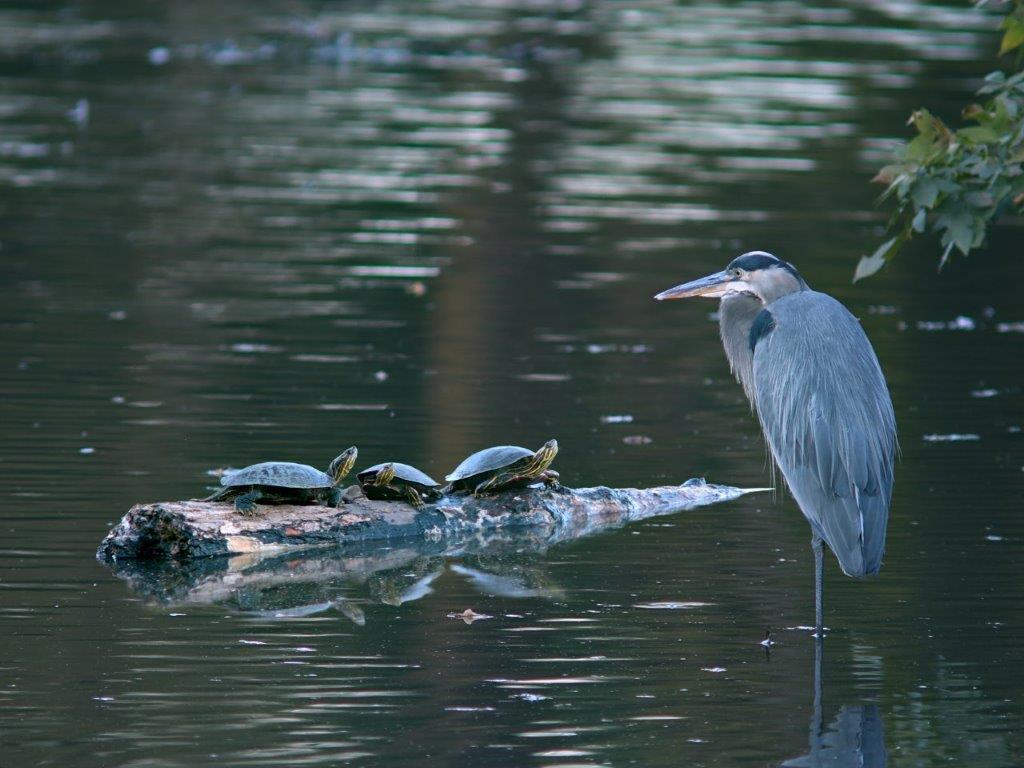 Great Blue Heron with Three Turtles in a Pond. By rasilja.