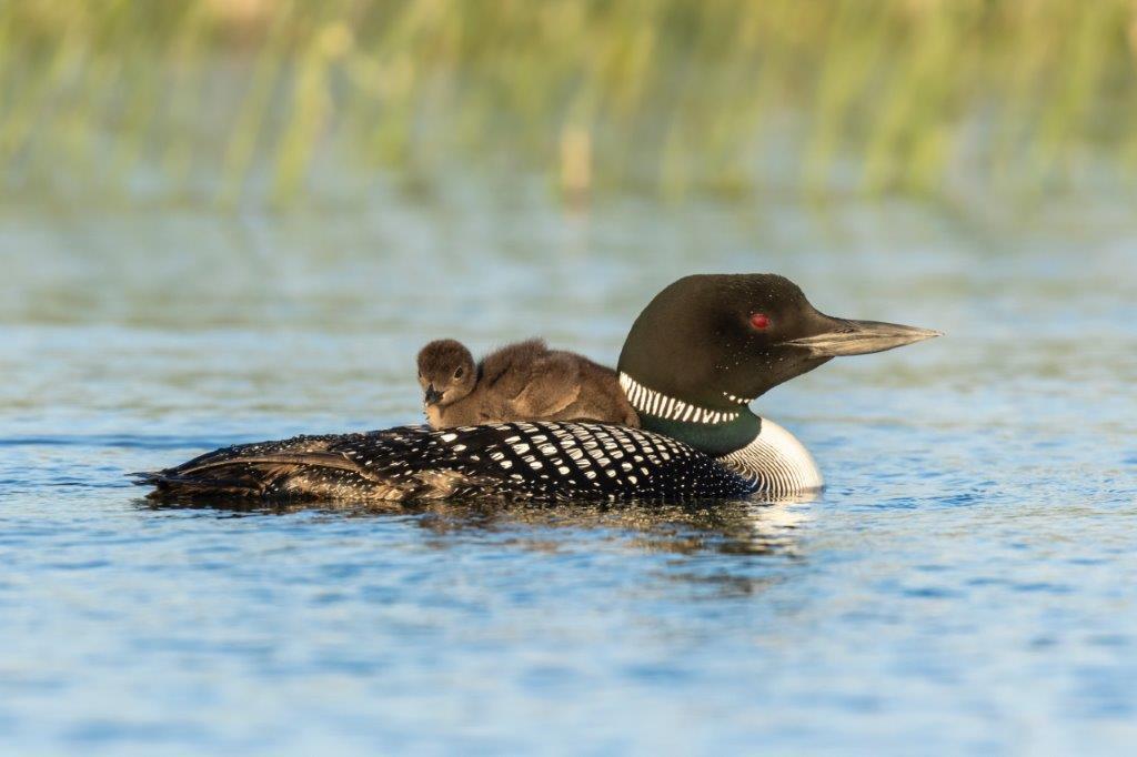 Baby loon resting atop an adult loon in a Minnesota lake. By Travis.