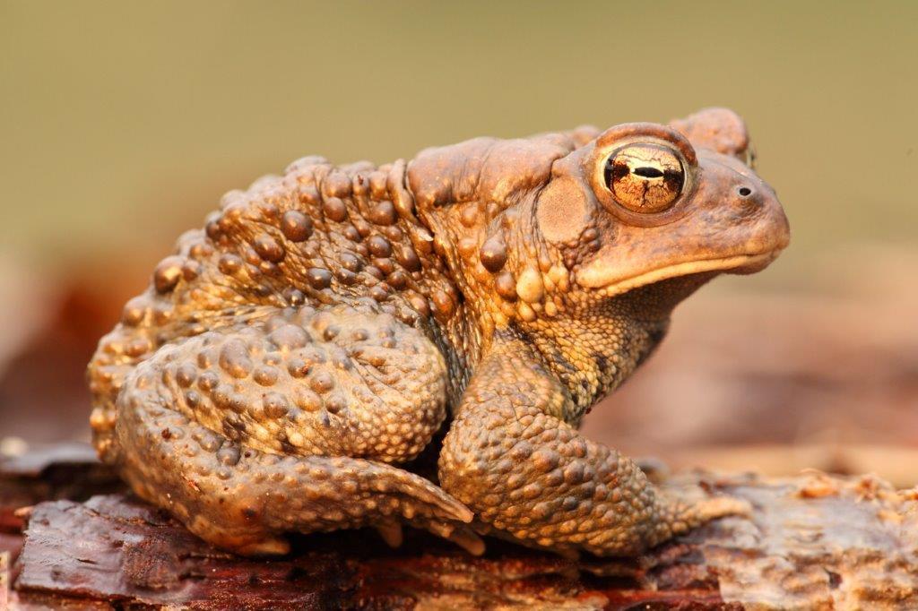 Male American Toad (Bufo americanus). Golden eyes.