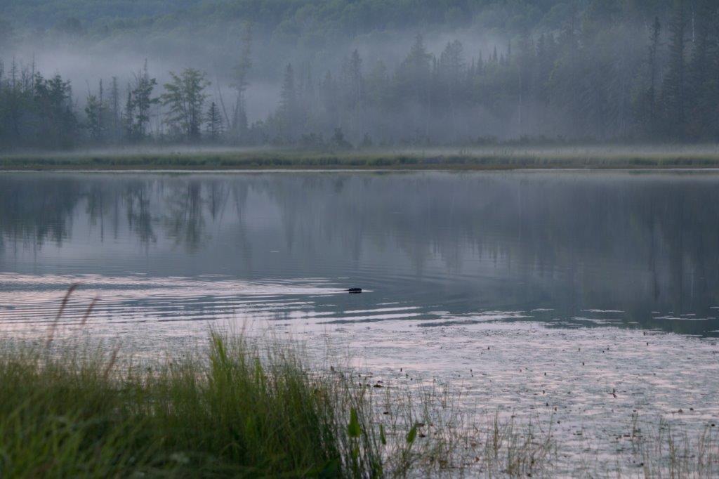 Beaver swimming in water on foggy morning
