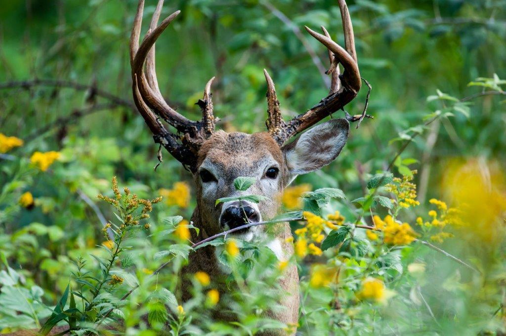 White-tailed male deer in a forest in Minnesota