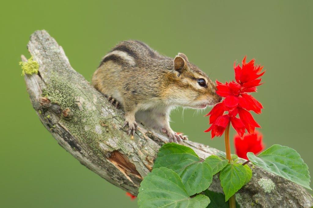 Eastern Chipmunk, Tamias striatus, Pregowiec amerykanski, taken in Minnesota, in wild. Photo by Agnieszka Bacal.