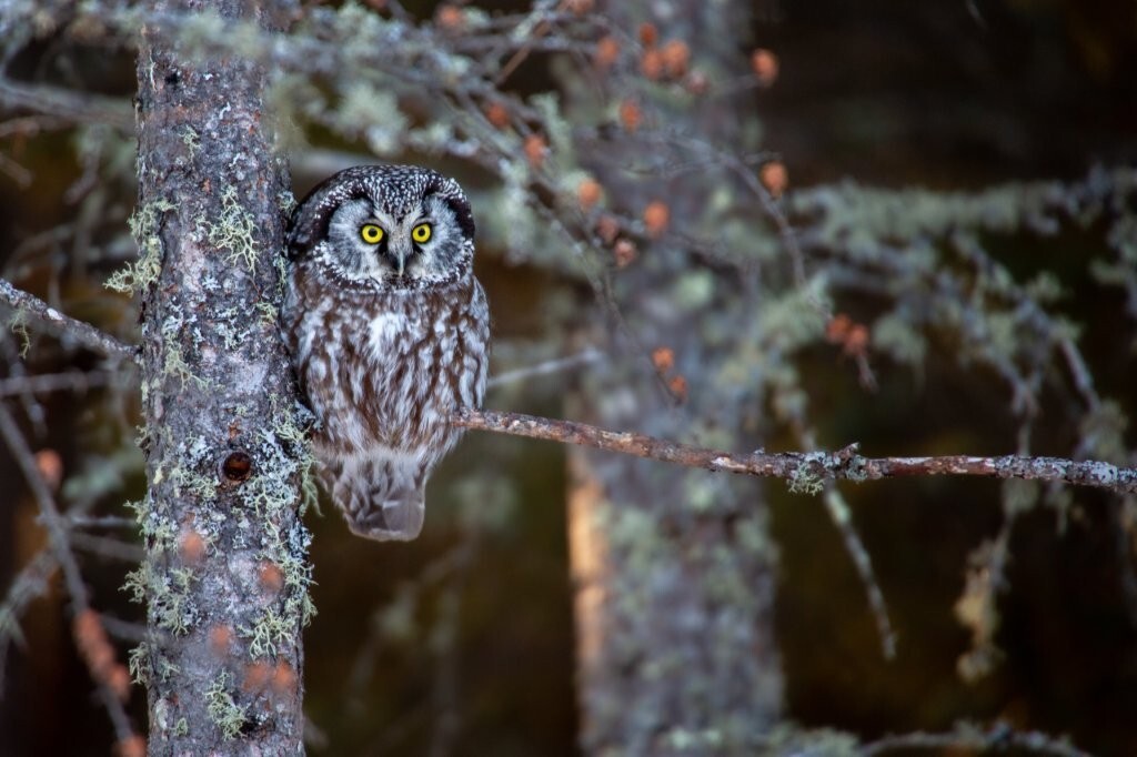 Boreal Owl with yellow eyes on a tree, Minnesota, Saz-Zim Bog. 