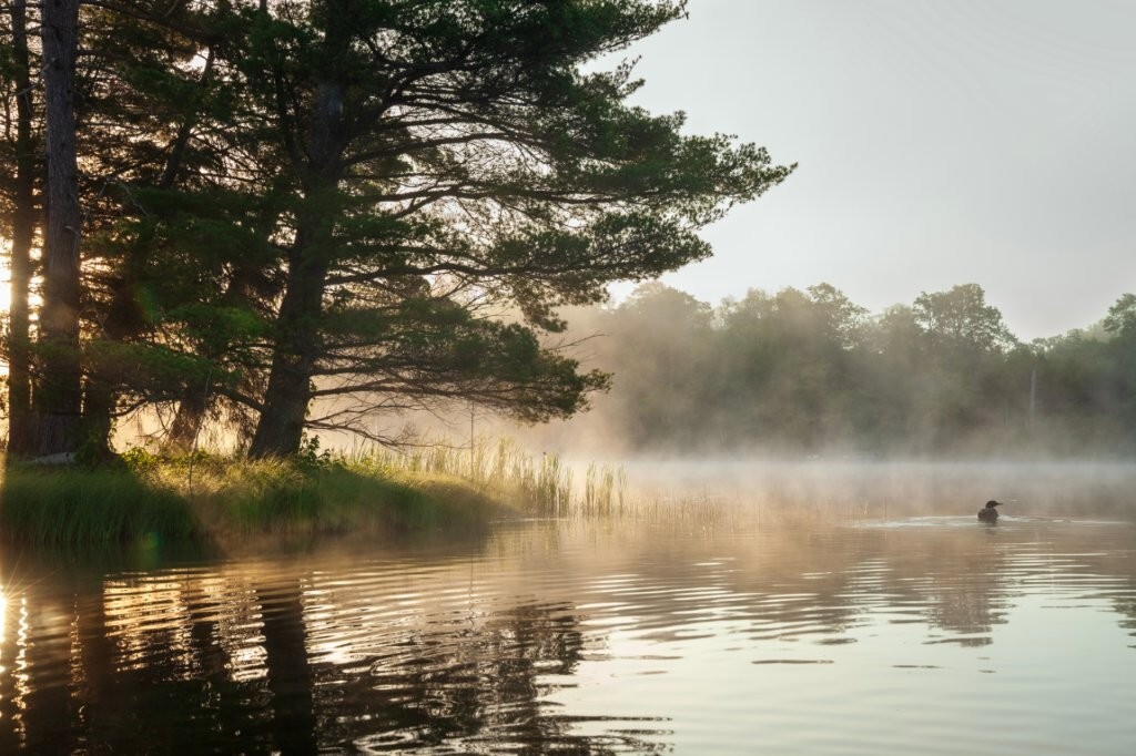 A loon swims near an island on a calm lake at dawn in northern Minnesota. By Daniel Thornberg.