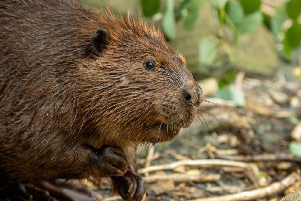 American Beaver eating in water, taken in southern MN. By Stan