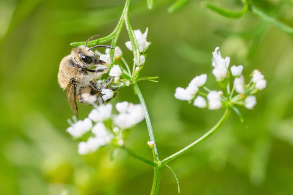Bumble bee species feeding / pollinating on a white wildflower in Minnesota