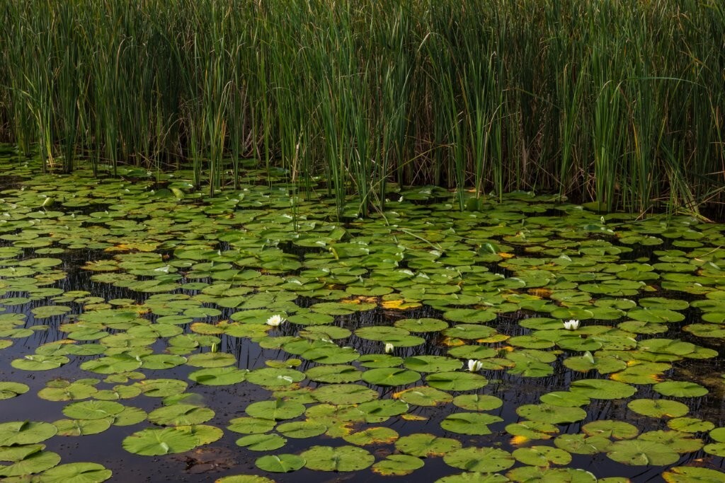 Lily Pads and Reeds In Marshland