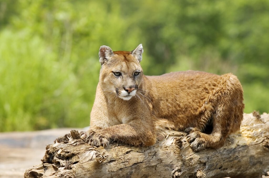 Cougar lying on a log
