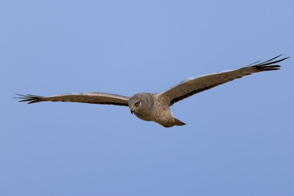 Northern Harrier adult male flying, clear blue sky