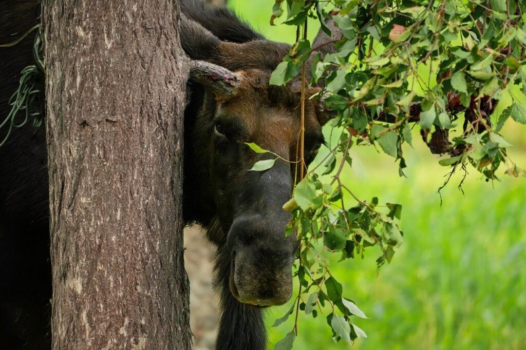 Moose in Minnesota peeking out from behind a tree.