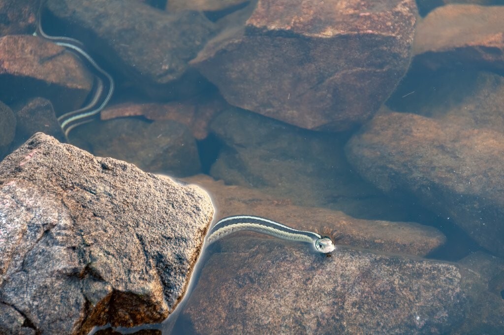 Gater Snake on Patrol in Minnesota Boundary Waters